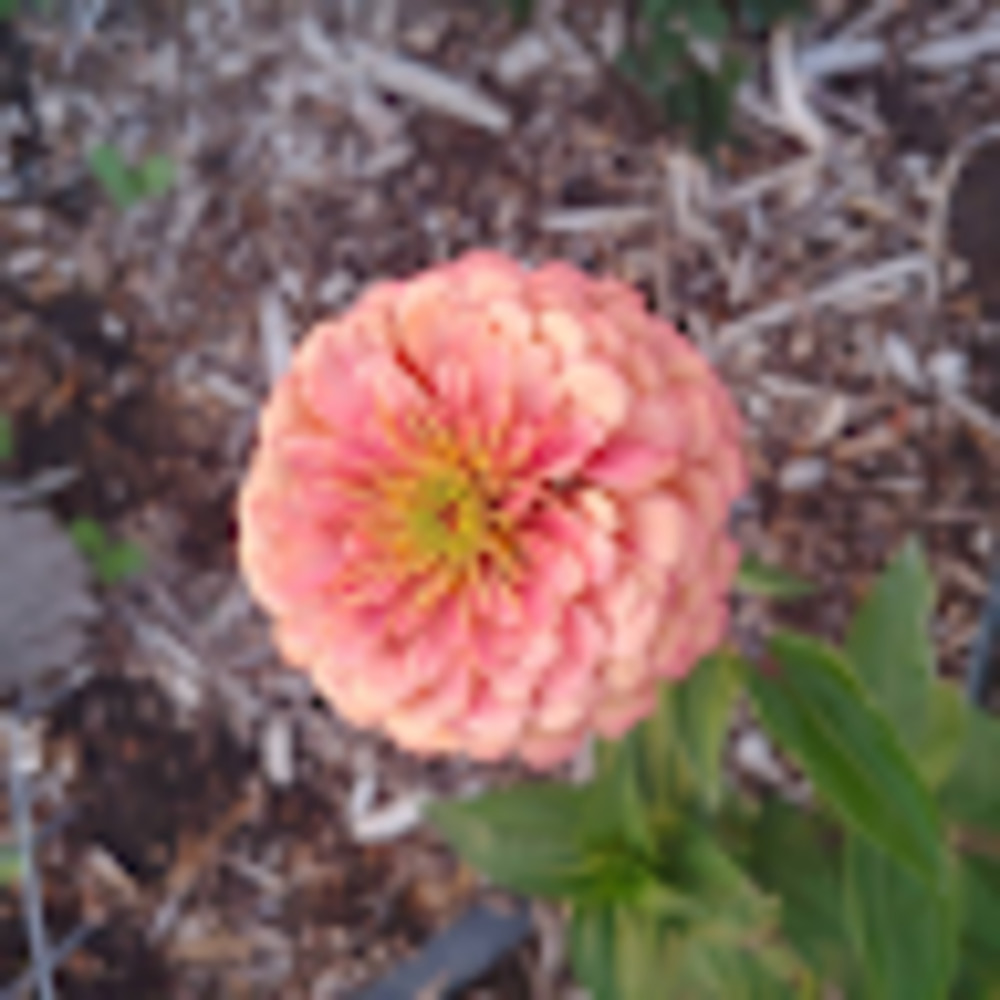 Meet your Posher, Charlene